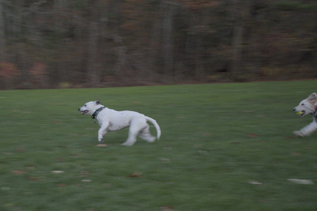 20251106_Dog park and flash stuff__DSC0042_.jpg