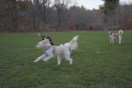 20251106_Dog park and flash stuff__DSC0043_.jpg