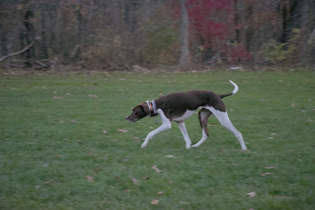 20251106_Dog park and flash stuff__DSC0048_.jpg