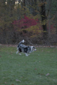 20251106_Dog park and flash stuff__DSC0050_.jpg