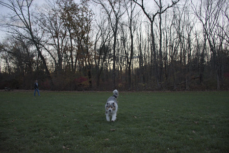 20251106_Dog park and flash stuff__DSC0052_.jpg