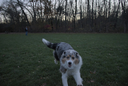 20251106_Dog park and flash stuff__DSC0054_.jpg