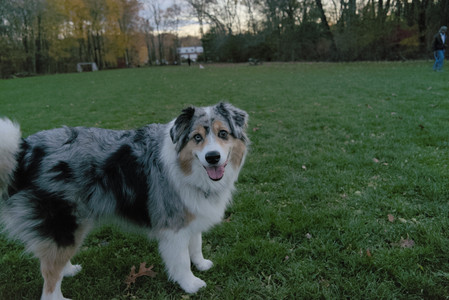 20251106_Dog park and flash stuff__DSC0055_.jpg