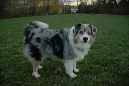 20251106_Dog park and flash stuff__DSC0057_.jpg