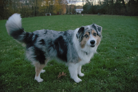 20251106_Dog park and flash stuff__DSC0058_.jpg