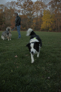 20251106_Dog park and flash stuff__DSC0063_.jpg