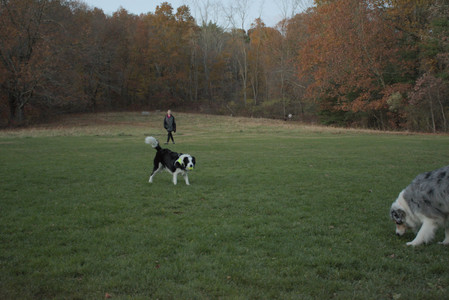 20251106_Dog park and flash stuff__DSC0065_.jpg