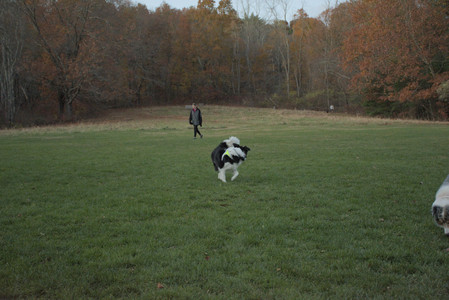 20251106_Dog park and flash stuff__DSC0067_.jpg
