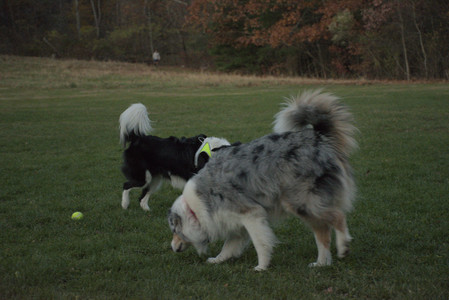 20251106_Dog park and flash stuff__DSC0068_.jpg