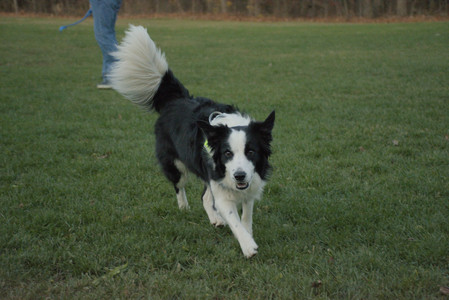 20251106_Dog park and flash stuff__DSC0071_.jpg