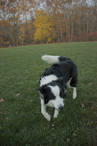 20251106_Dog park and flash stuff__DSC0072_.jpg