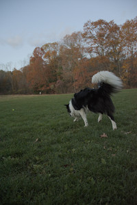 20251106_Dog park and flash stuff__DSC0074_.jpg
