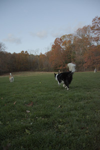 20251106_Dog park and flash stuff__DSC0075_.jpg