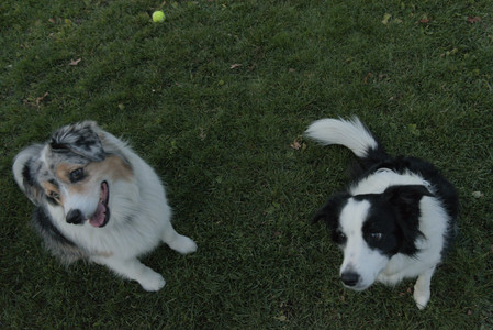 20251106_Dog park and flash stuff__DSC0076_.jpg