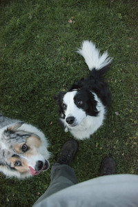 20251106_Dog park and flash stuff__DSC0080_.jpg
