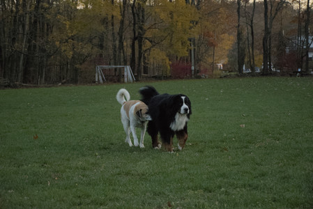 20251106_Dog park and flash stuff__DSC0081_.jpg