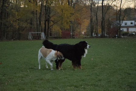 20251106_Dog park and flash stuff__DSC0082_.jpg