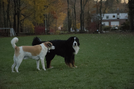 20251106_Dog park and flash stuff__DSC0083_.jpg