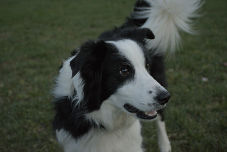 20251106_Dog park and flash stuff__DSC0084_.jpg