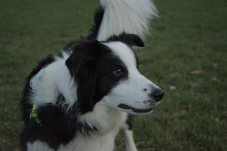 20251106_Dog park and flash stuff__DSC0085_.jpg