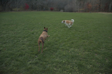 20251106_Dog park and flash stuff__DSC0086_.jpg