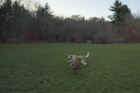20251106_Dog park and flash stuff__DSC0087_.jpg