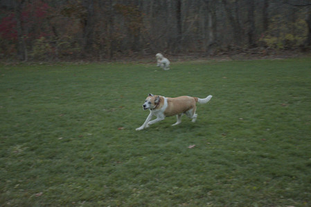20251106_Dog park and flash stuff__DSC0088_.jpg