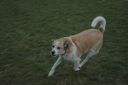 20251106_Dog park and flash stuff__DSC0090_.jpg