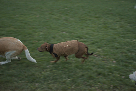 20251106_Dog park and flash stuff__DSC0091_.jpg