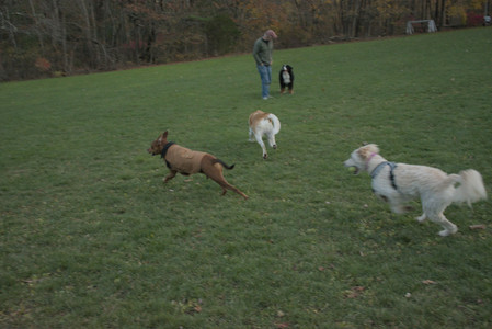 20251106_Dog park and flash stuff__DSC0092_.jpg