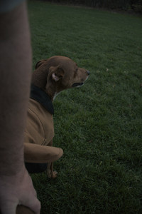 20251106_Dog park and flash stuff__DSC0097_.jpg