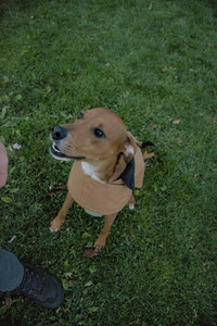 20251106_Dog park and flash stuff__DSC0110_.jpg