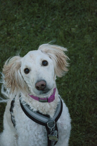 20251106_Dog park and flash stuff__DSC0113_.jpg