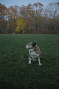 20251106_Dog park and flash stuff__DSC0115_.jpg