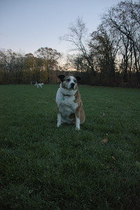 20251106_Dog park and flash stuff__DSC0118_.jpg