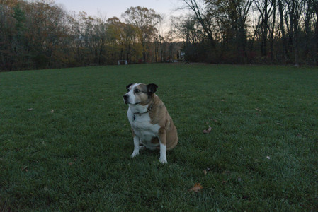 20251106_Dog park and flash stuff__DSC0119_.jpg
