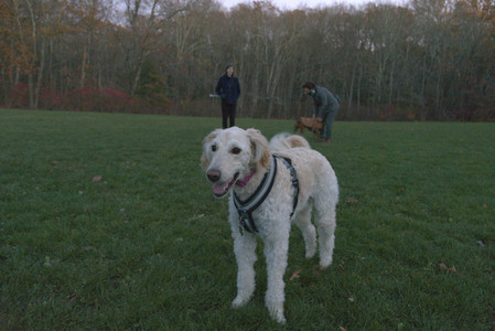 20251106_Dog park and flash stuff__DSC0122_.jpg