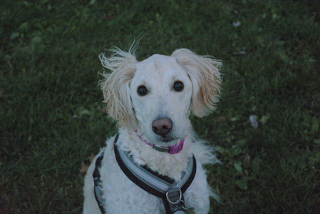 20251106_Dog park and flash stuff__DSC0124_.jpg