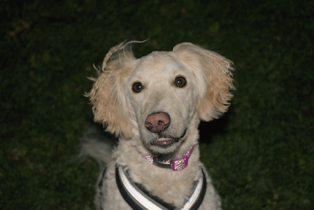 20251106_Dog park and flash stuff__DSC0126_.jpg