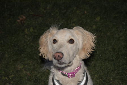 20251106_Dog park and flash stuff__DSC0128_.jpg