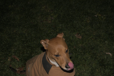 20251106_Dog park and flash stuff__DSC0132_.jpg