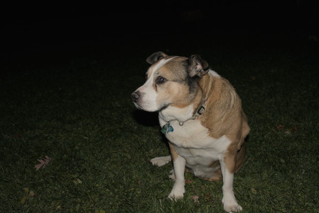 20251106_Dog park and flash stuff__DSC0134_.jpg