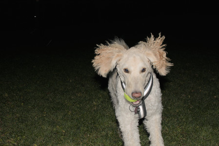 20251106_Dog park and flash stuff__DSC0135_.jpg