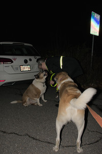 20251106_Dog park and flash stuff__DSC0146_.jpg